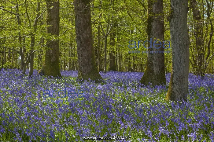 : Bluebell forest - carpet of blooming bluebells covering : Bluebell forest - carpet of blooming bluebells covering