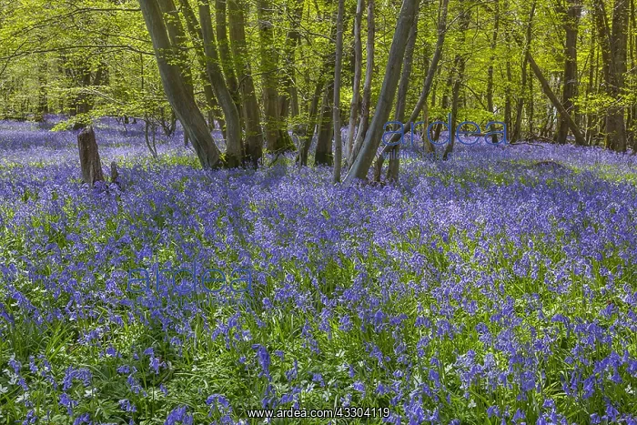 : Bluebell forest - carpet of blooming bluebells covering : Bluebell forest - carpet of blooming bluebells covering