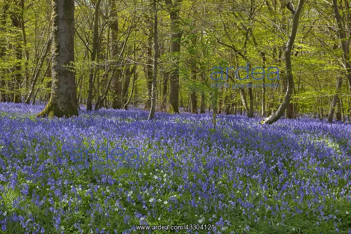 : Bluebell forest - carpet of blooming bluebells covering : Bluebell forest - carpet of blooming bluebells covering