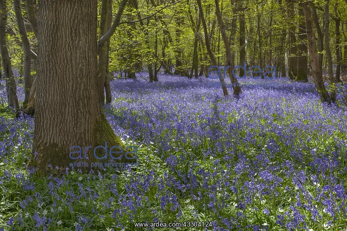 : Bluebell forest - carpet of blooming bluebells covering : Bluebell forest - carpet of blooming bluebells covering