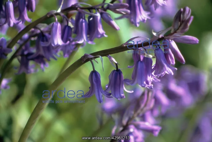 : Bluebell, Spanish bluebell : Bluebell, Spanish bluebell