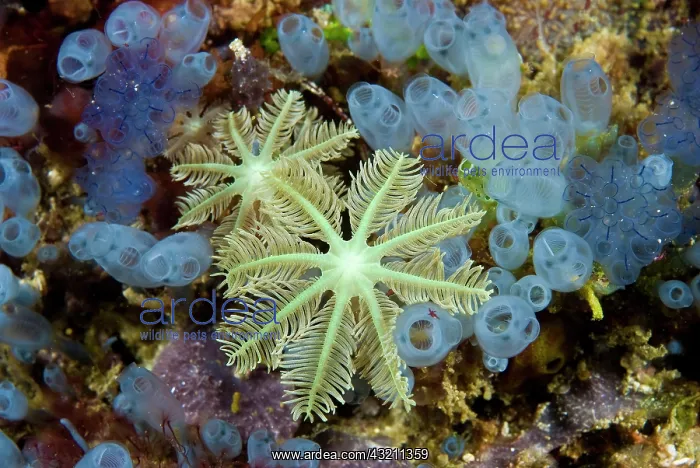 : Bluebell tunicates and soft corals, Raja : Bluebell tunicates and soft corals, Raja