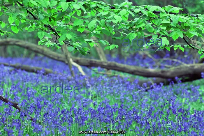 : Bluebell Wood : Bluebell Wood