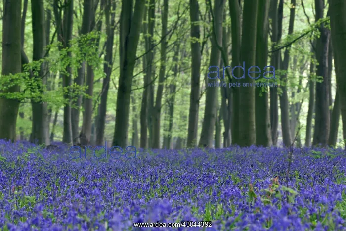 : Bluebell Wood : Bluebell Wood