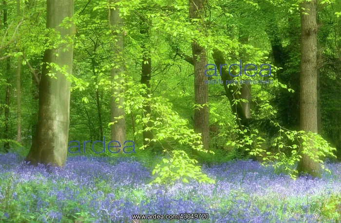 : Bluebell wood : Bluebell wood