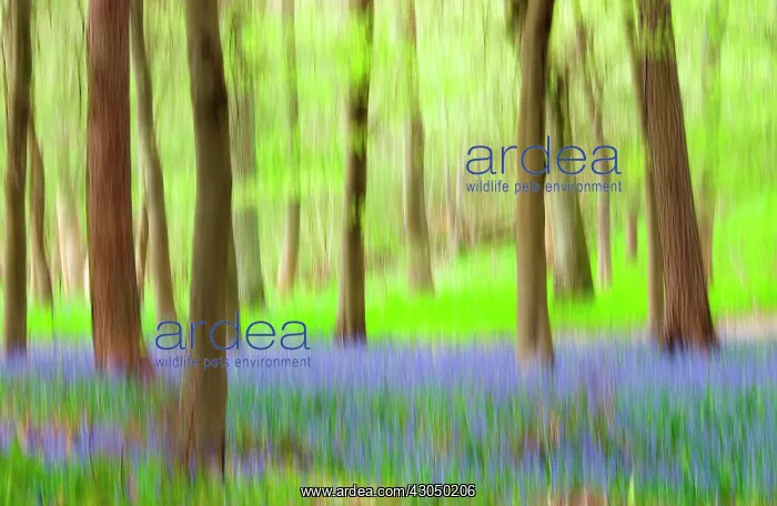 : Bluebell wood : Bluebell wood