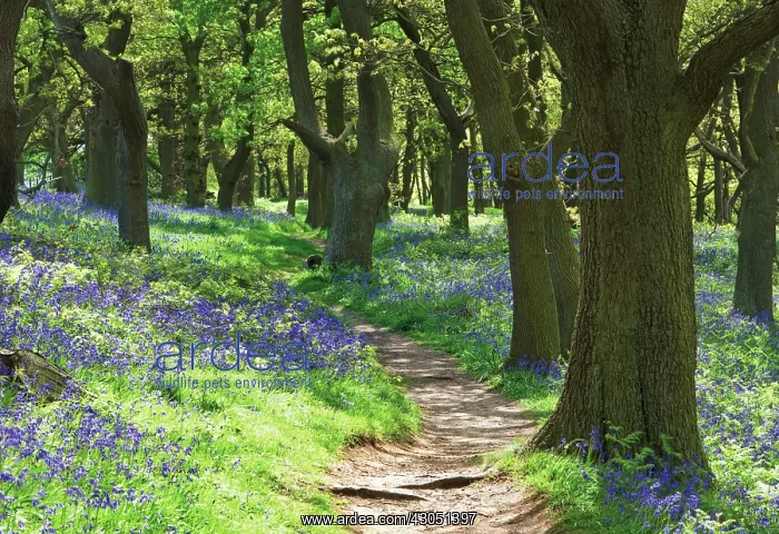 : Bluebell Wood : Bluebell Wood