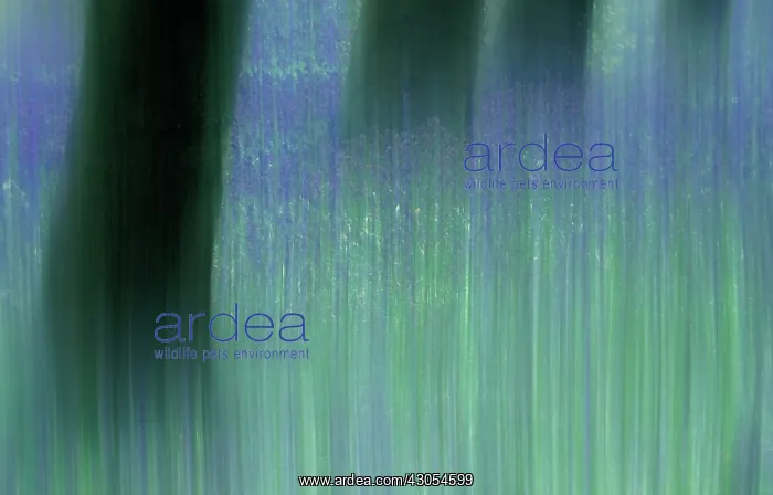 : Bluebell Wood : Bluebell Wood