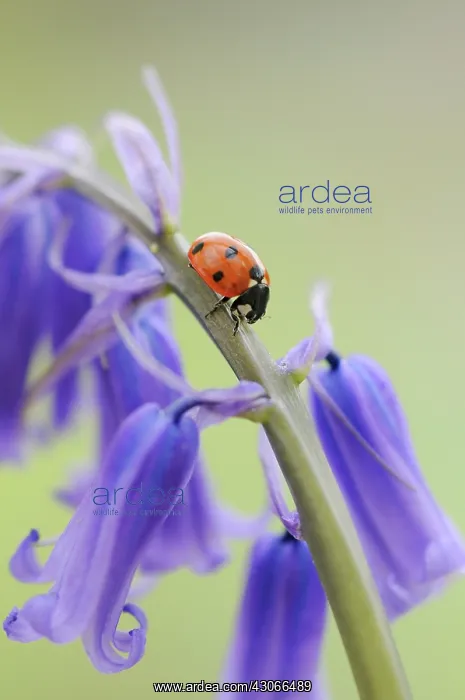 : Bluebell Wood : Bluebell Wood