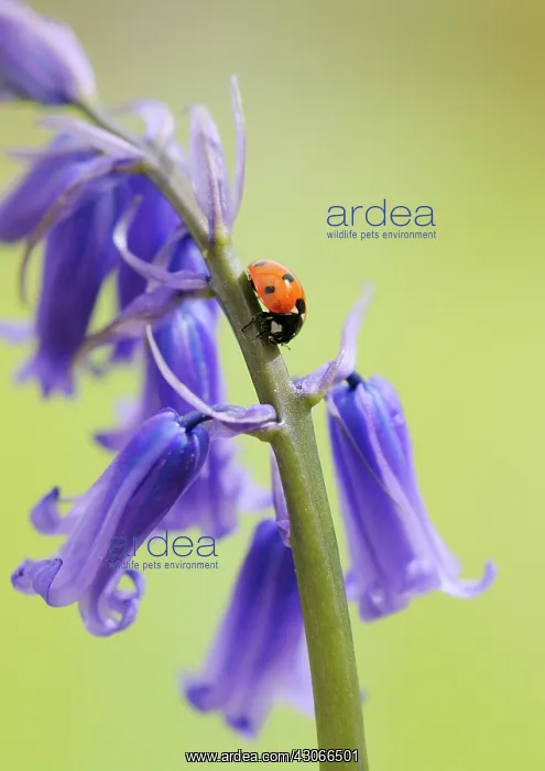 : Bluebell Wood : Bluebell Wood