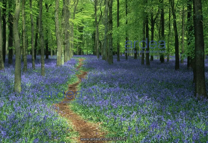 : Bluebell wood : Bluebell wood
