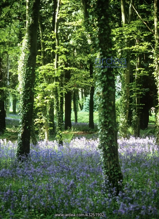 : Bluebell Wood : Bluebell Wood