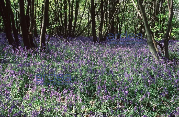 : BLUEBELL WOOD : BLUEBELL WOOD