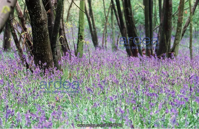 : BLUEBELL WOOD - With coppiced hazel : BLUEBELL WOOD - With coppiced hazel