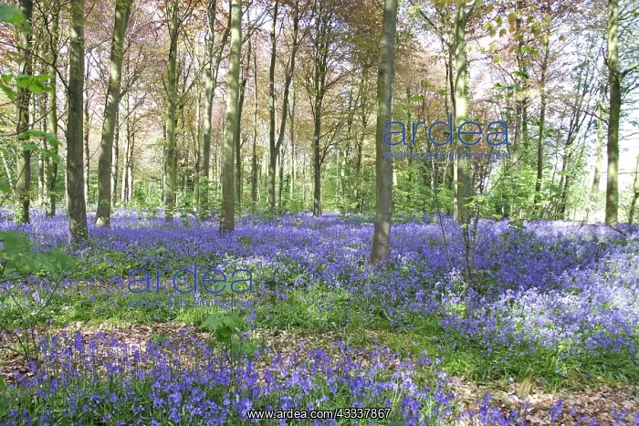: Bluebell woodland : Bluebell woodland