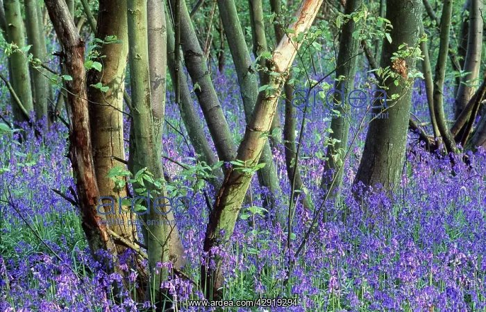 : BLUEBELL Woods - with coppiced Hazel : BLUEBELL Woods - with coppiced Hazel