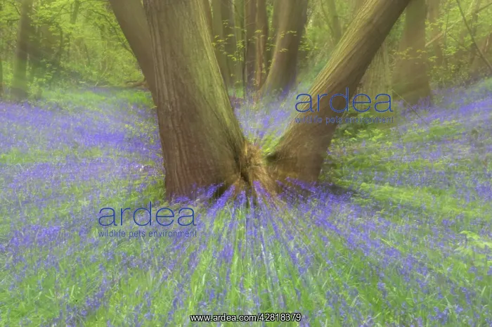 : Bluebells (Hyacynthoides non-scripta). Norsey Wood, Essex, UK : Bluebells (Hyacynthoides non-scripta). Norsey Wood, Essex, UK
