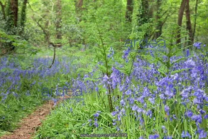 : Bluebells (Hyacinthoides non-scripta). Godolphin Woods - Cornwall - UK : Bluebells (Hyacinthoides non-scripta). Godolphin Woods - Cornwall - UK