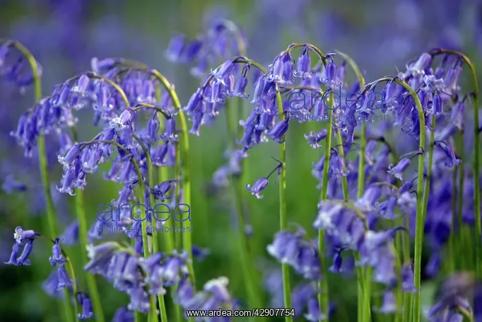 : Bluebells (Endymion non-scriptus). Northumberland, England : Bluebells (Endymion non-scriptus). Northumberland, England