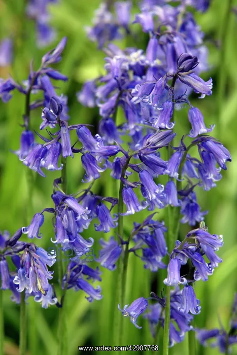 : Bluebells (Endymion non-scriptus). Northumberland, England : Bluebells (Endymion non-scriptus). Northumberland, England