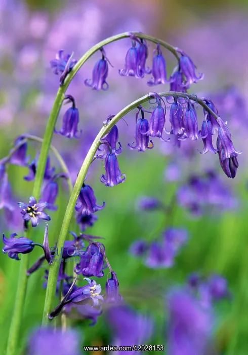 : Bluebells (Hyacinthoides non-scripta). Nottinghamshire, UK : Bluebells (Hyacinthoides non-scripta). Nottinghamshire, UK