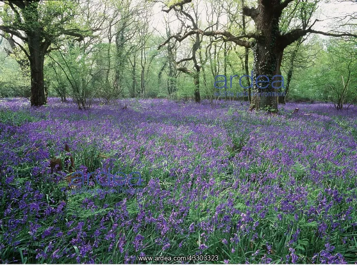 : BLUEBELLS : BLUEBELLS
