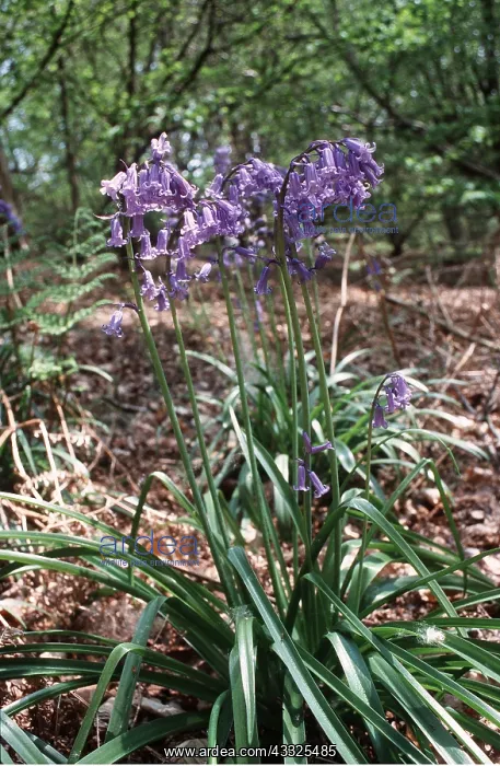 : BLUEBELLS : BLUEBELLS