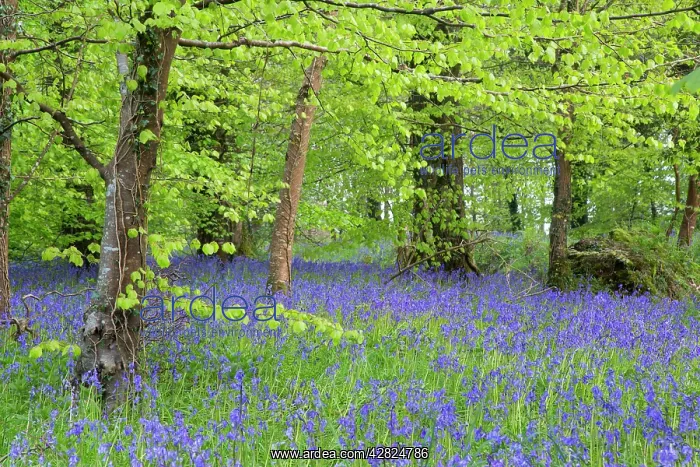 : Bluebells - amongst Beech Trees in spring : Bluebells - amongst Beech Trees in spring