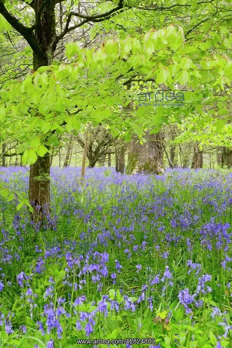 : Bluebells - amongst Beech Trees in spring : Bluebells - amongst Beech Trees in spring