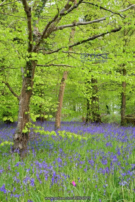 : Bluebells - amongst Beech Trees in spring : Bluebells - amongst Beech Trees in spring