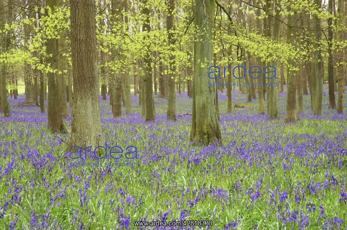 : Bluebells - in Beech Woodland : Bluebells - in Beech Woodland