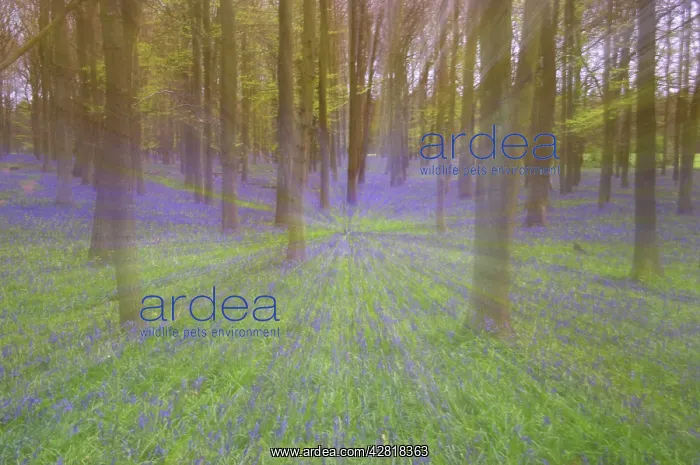 : Bluebells - in Beech Woodland : Bluebells - in Beech Woodland