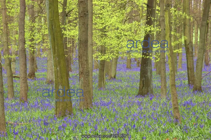 : Bluebells - in Beech Woodland : Bluebells - in Beech Woodland