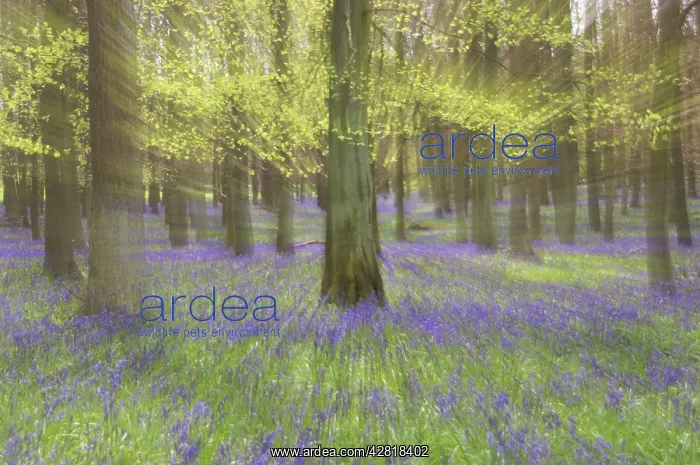: Bluebells - in Beech Woodland : Bluebells - in Beech Woodland