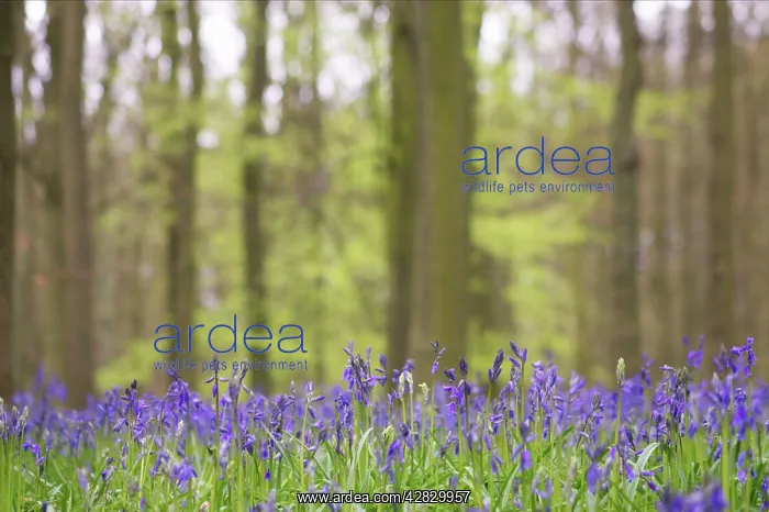 : Bluebells - in Beech woodland : Bluebells - in Beech woodland