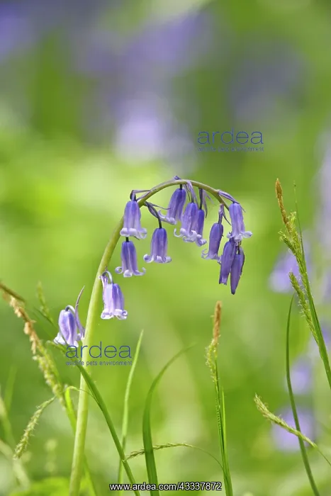 : Bluebells - close up : Bluebells - close up