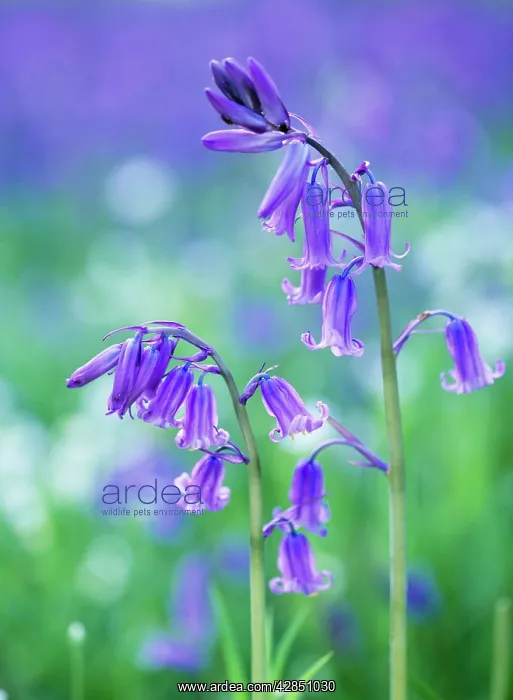 : BLUEBELLS - close-up : BLUEBELLS - close-up