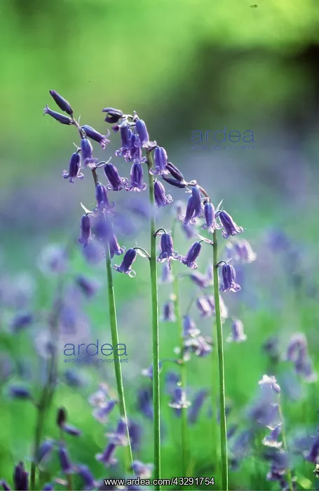 : BLUEBELLS - close-up : BLUEBELLS - close-up