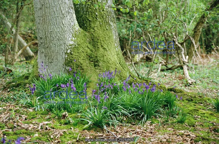  : Bluebells - Clumps at base of Oak tree