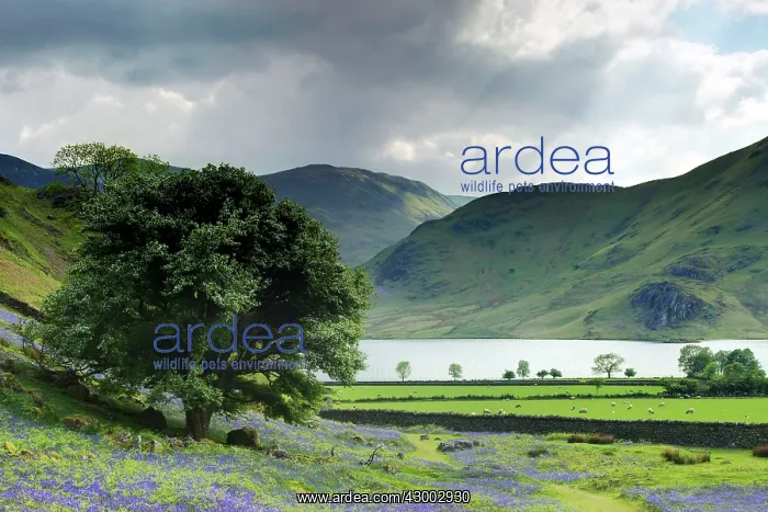 : Bluebells - with Crummock water in background : Bluebells - with Crummock water in background