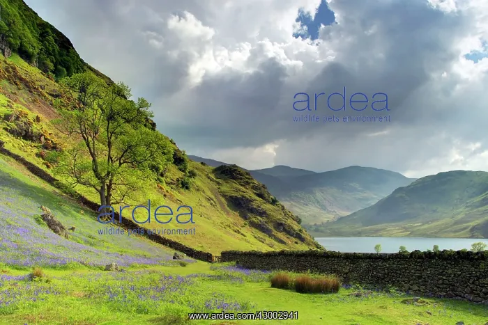 : Bluebells - with Crummock water in background : Bluebells - with Crummock water in background