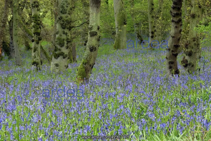 : BLUEBELLS - in Doxford woods : BLUEBELLS - in Doxford woods