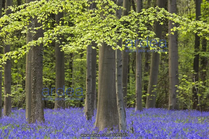 : Bluebells (Endymion nonscriptus) in flower in beech : Bluebells (Endymion nonscriptus) in flower in beech