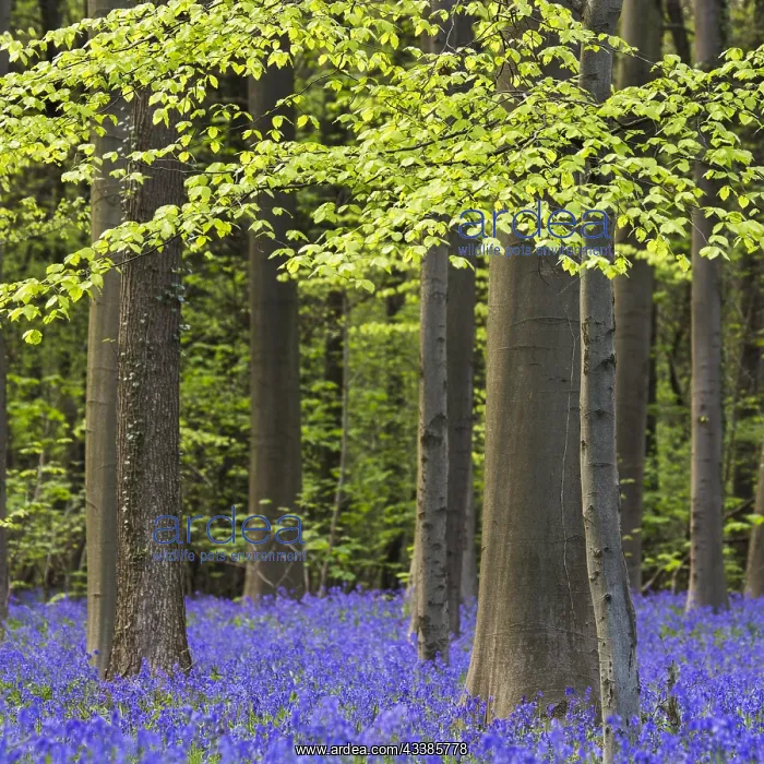 : Bluebells (Endymion nonscriptus) in flower in beech : Bluebells (Endymion nonscriptus) in flower in beech