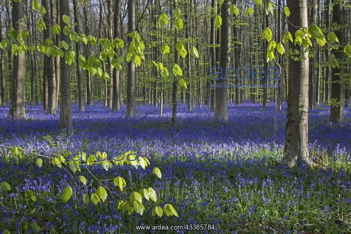 : Bluebells (Endymion nonscriptus) in flower in beech : Bluebells (Endymion nonscriptus) in flower in beech