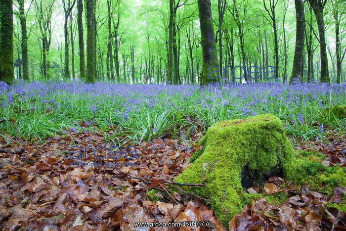 : Bluebells in Flower at Idless Woods : Bluebells in Flower at Idless Woods
