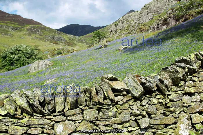: Bluebells - on Grasmoor with Drystone Wall : Bluebells - on Grasmoor with Drystone Wall