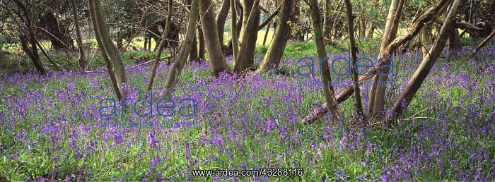: Bluebells and Hazel in wood : Bluebells and Hazel in wood