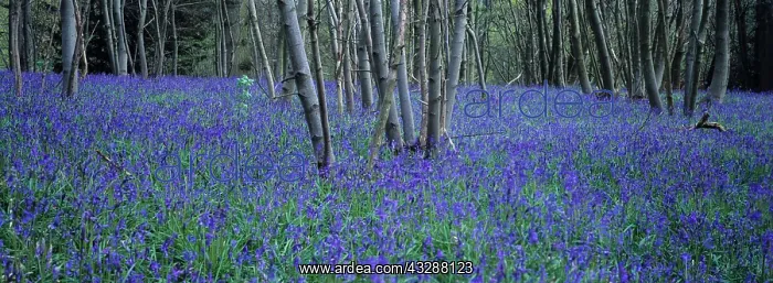 : Bluebells and Hazel in wood : Bluebells and Hazel in wood