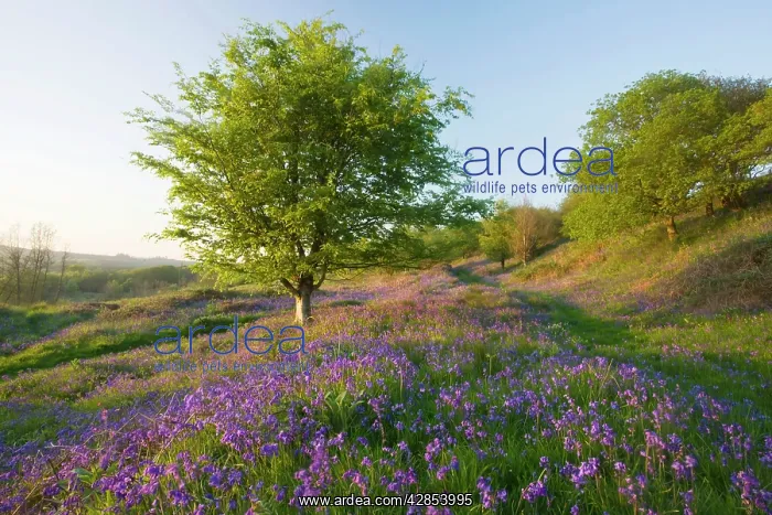 : Bluebells in hilly grassland on Powerstock Common : Bluebells in hilly grassland on Powerstock Common